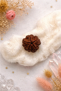 5 Mukhi High Breed Rudraksha (Premium Quality) | Original Five Face Natural Rudraksha Bead
