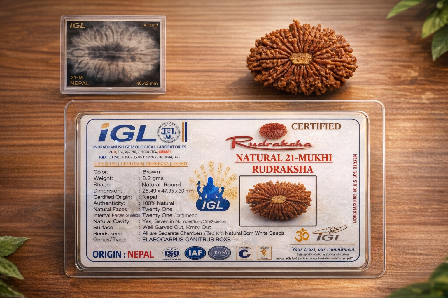 14 Mukhi Rudraksha (Chaudah Mukhi) Original Natural Certified Nepali Bead – Powerful Divine Protection & Spiritual Growth