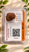 Big Size Gauri Shankar Rudraksha Original Natural Certified Nepali – Rare Shiv Parvati Rudraksha for Love, Unity & Spiritual Power