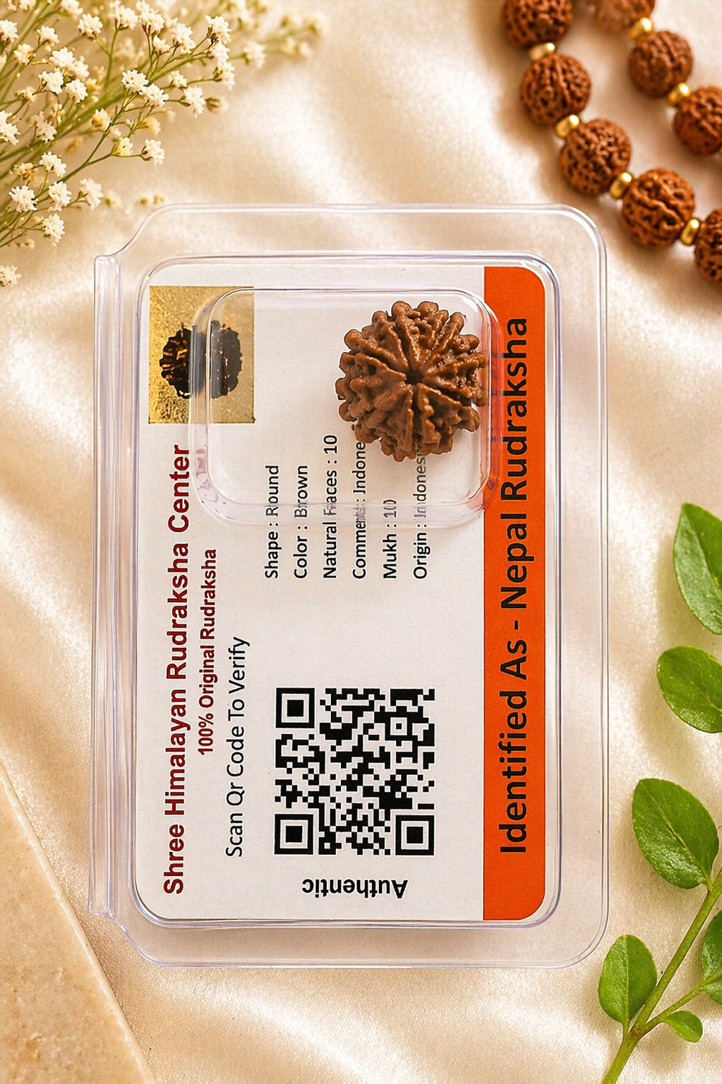 10 Mukhi Nepali Rudraksha (Certified) – Original 10 Face Rudraksha Bead with Lab Verification