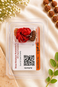 12 Mukhi Indonesian Rudraksha (Certified) – Original 12 Face Rudraksha Bead with QR Verification