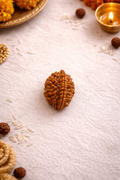 2 Mukhi Rudraksha (2 Face) Original Bead | Natural Rudraksha for Harmony & Spiritual Balance