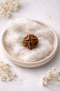 Original 4 Mukhi Rudraksha Bead | Natural Four Face Rudraksha for Intelligence, Knowledge & Clarity