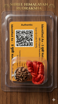Certified Original 5 Mukhi Himalayan Rudraksha Bead with Silver Capping