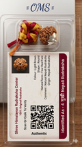 Original 4 Mukhi Nepali Rudraksha Bead with Lab Certification