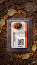 Authentic Nepali 13 Mukhi Rudraksha Bead – 100% Original and Certified – Shree Himalayan Rudraksha Centre
