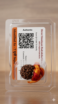 Certified Big Size 7 Mukhi Nepali Rudraksha Bead (Maha Lakshmi Swaroop)