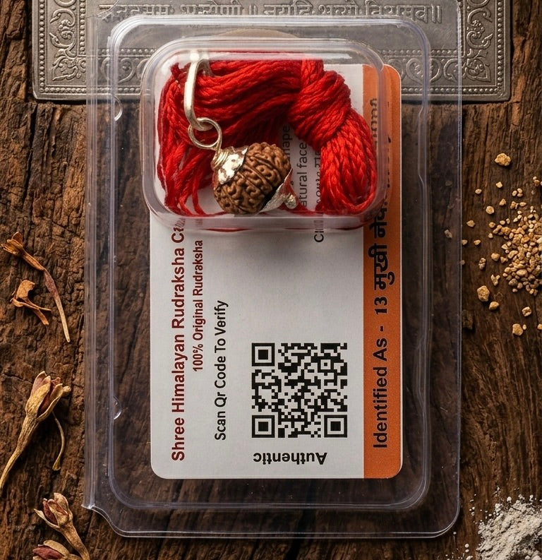 Keaslian 13 Mukhi Rudraksha yang Dilengkapi Sertifikat dan QR Code Otentikasi